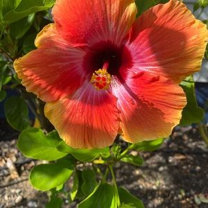 Meet your Posher, Sonia